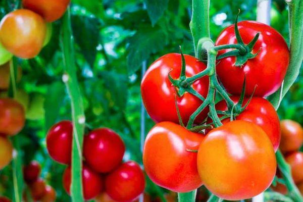 Branche avec des tomates