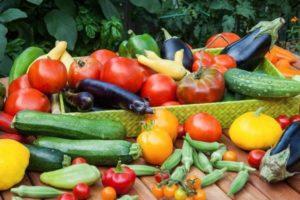 หลังจากนั้นสามารถปลูกมะเขือเทศได้หลังจากพืชผลทางการเกษตรชนิดใด?