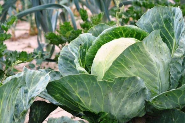 กะหล่ำปลีขาว