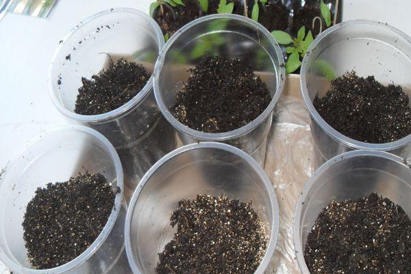 ถ้วยใส่ดิน