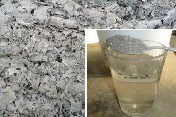 การปลูกต้นกล้ามะเขือเทศโดยใช้วิธีเทเรคิน