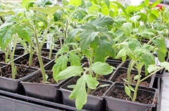 ต้นกล้ามะเขือเทศ