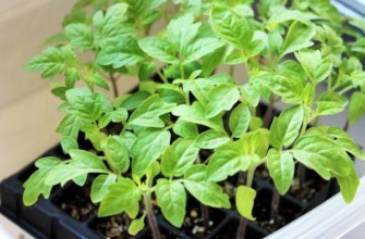 ภาชนะใส่ต้นกล้า