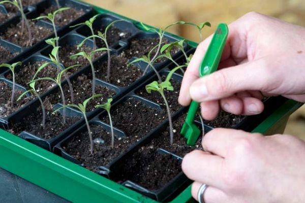 ต้นกล้าจากเมล็ด