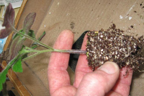 การย้ายปลูก