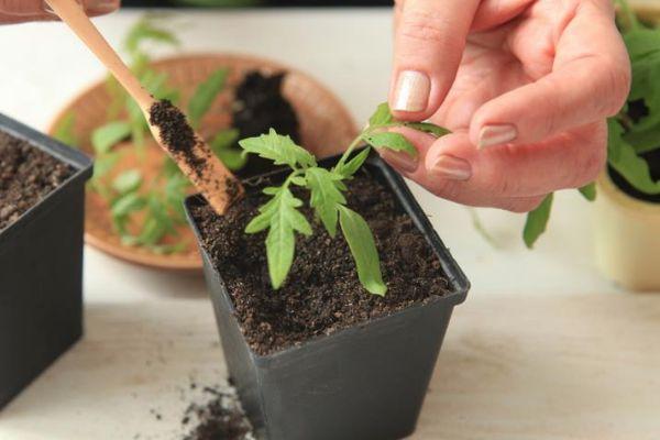 ต้นกล้ามะเขือเทศ