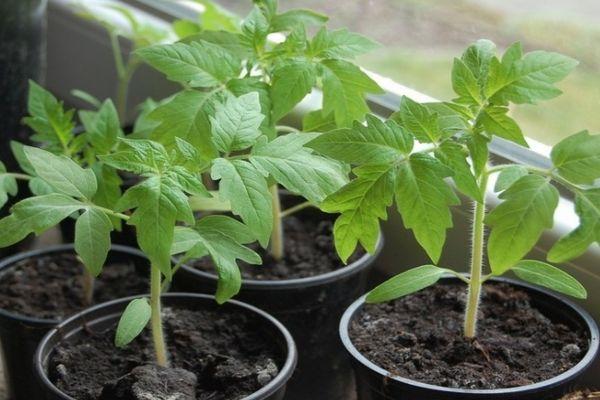 ต้นกล้าในกระถาง