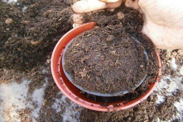 ดินในกระถาง