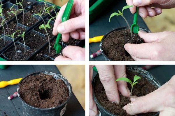 การเก็บมะเขือเทศ