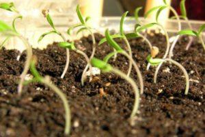 วิธีการย้ายต้นมะเขือเทศให้ถูกต้องเมื่อต้นกล้าเริ่มยาว