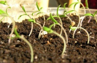 ต้นกล้ามะเขือเทศ