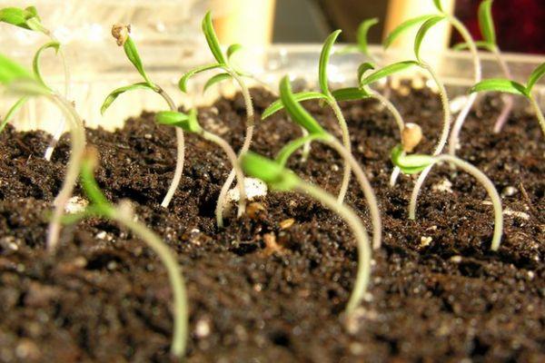 ต้นกล้ามะเขือเทศ