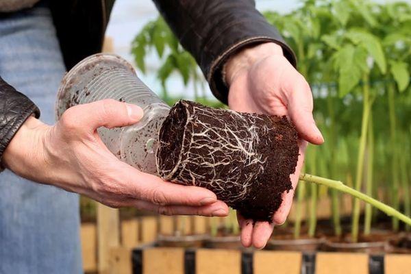 รากมะเขือเทศ