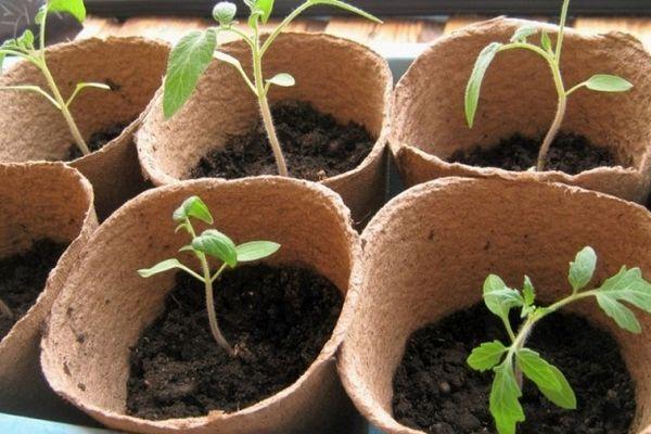 หม้อพีท