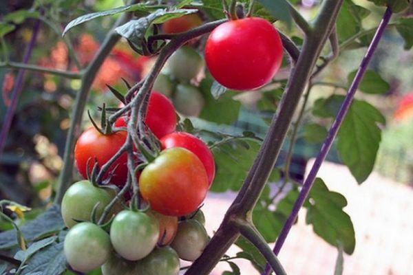 แปรงมะเขือเทศ