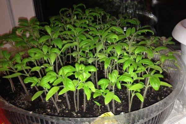 ภาชนะใส่ต้นกล้า