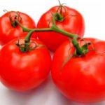 กิ่งพันธุ์มะเขือเทศ