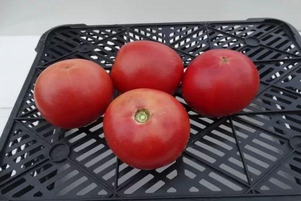 มะเขือเทศสุก