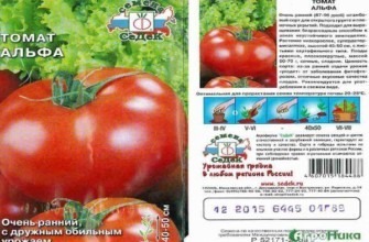 ลักษณะของมะเขือเทศ