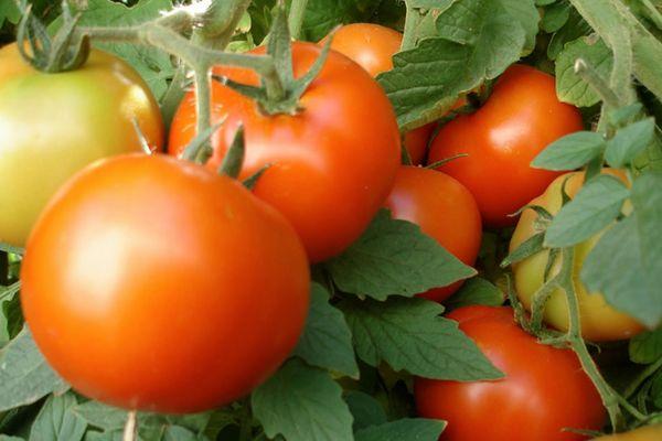 Tomates Alpha