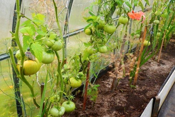 มะเขือเทศในเรือนกระจก