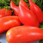 มะเขือเทศลูกผสม