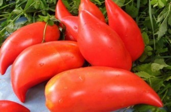 มะเขือเทศลูกผสม