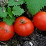 มะเขือเทศสามลูก