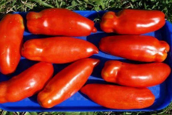 มะเขือเทศสุก