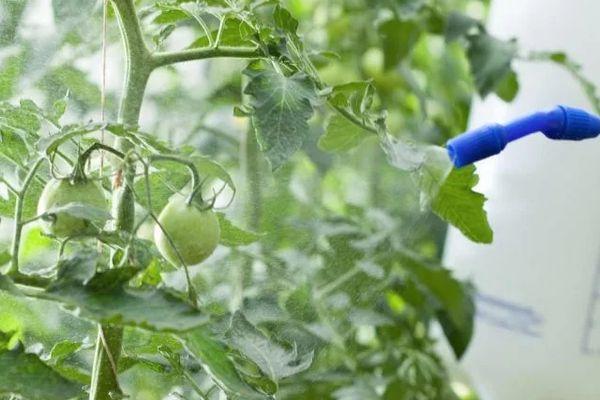 Pulvérisation avec la préparation