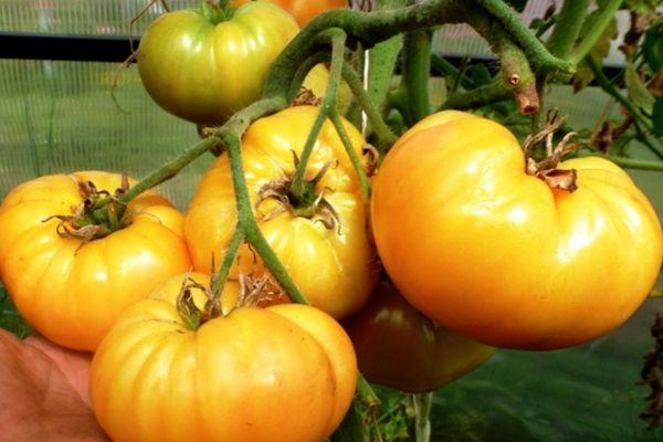 Un pinceau avec des tomates