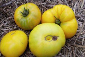 Caractéristiques de la variété de tomate Ananas, culture et entretien