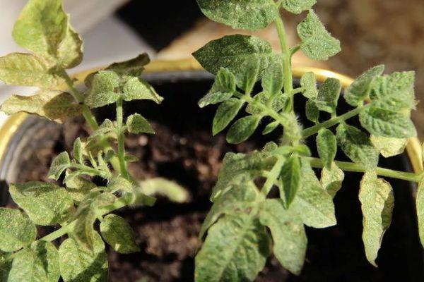 Maladies de la tomate