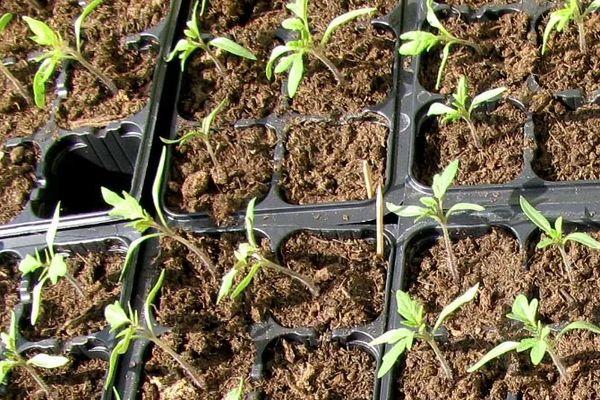 Conteneur avec semis