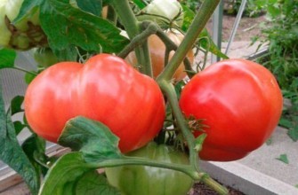 ต้นมะเขือเทศ