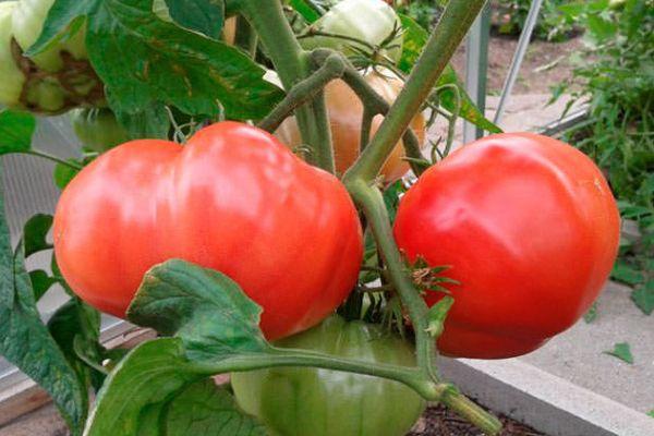 Buissons de tomates