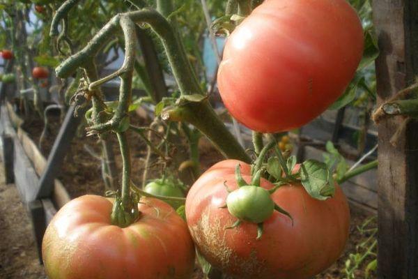 Cultiver des tomates