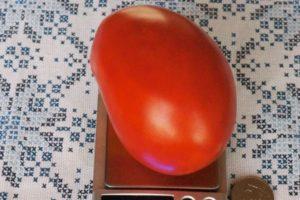 คำอธิบายของมะเขือเทศ Astrakhan และกฎสำหรับการปลูกต้นกล้า