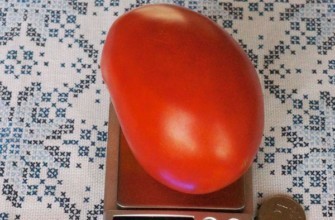 มะเขือเทศอัสตราคาน