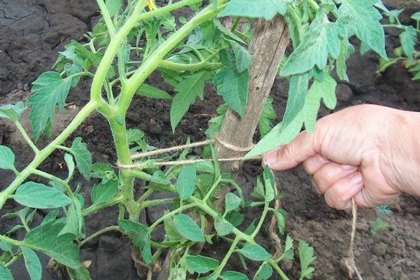 มะเขือเทศการ์เตอร์