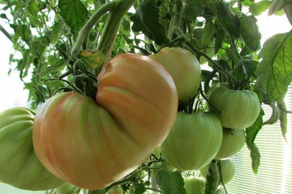 มะเขือเทศบนเถา