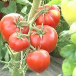 กิ่งพันธุ์มะเขือเทศ