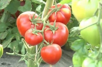 กิ่งพันธุ์มะเขือเทศ