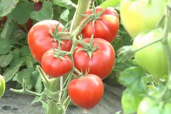 กิ่งพันธุ์มะเขือเทศ