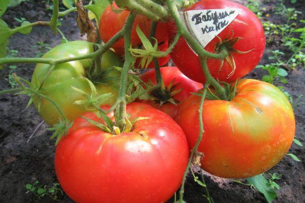 การปลูกมะเขือเทศ