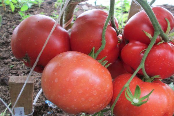 การปลูกมะเขือเทศ