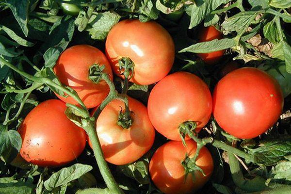 กิ่งพันธุ์มะเขือเทศ