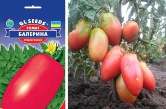 เมล็ดพันธุ์และมะเขือเทศ