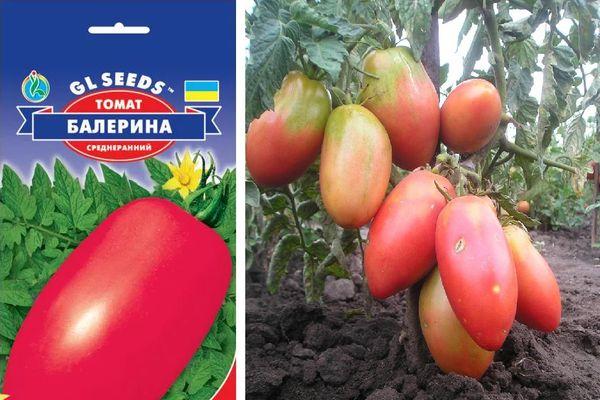 เมล็ดพันธุ์และมะเขือเทศ