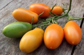 มะเขือเทศสีส้ม